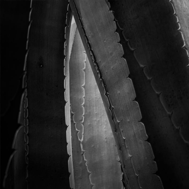 FOLHAS DE GAUDÍ IV