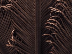 ENCARACOLADO III