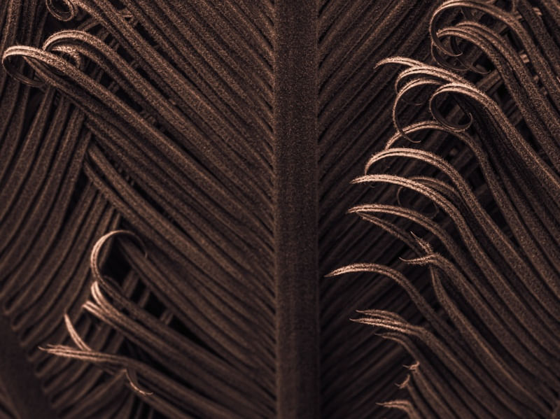 ENCARACOLADO III