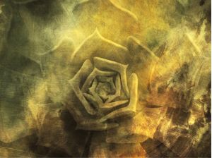 OLD ROSE