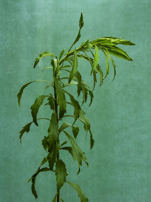 PLANTA EM FUNDO VERDE