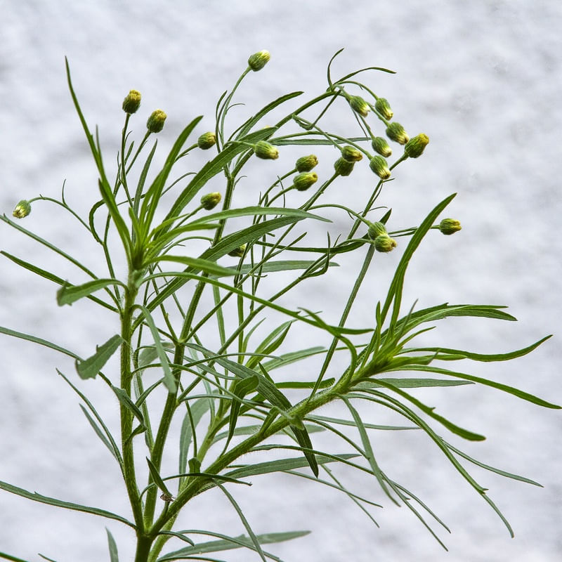 FLORZINHA AMARELA 4