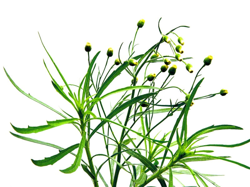 FLORZINHA AMARELA 2020 1