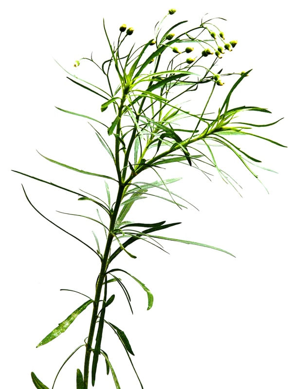 FLORZINHA AMARELA 2020 2