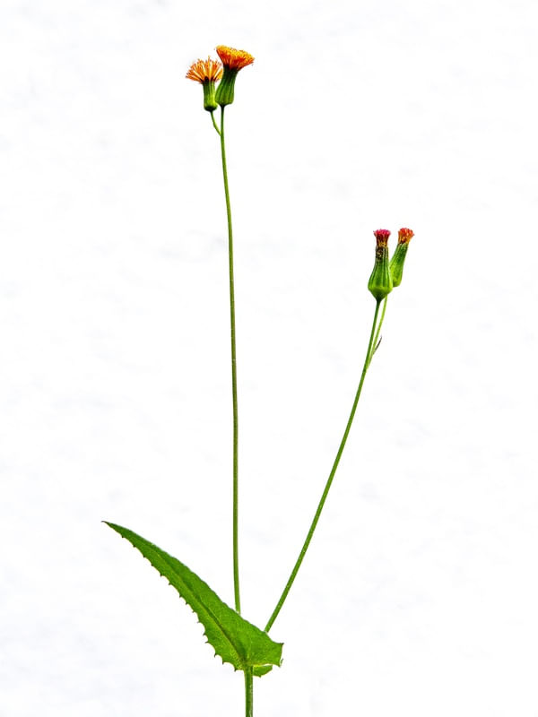 FLORZINHA 2020 1