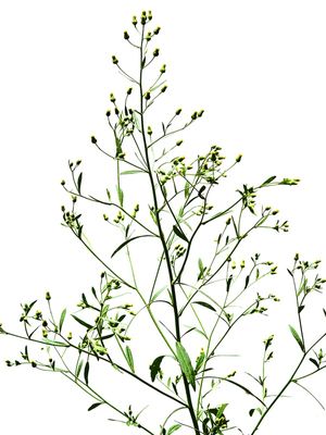 FLORZINHA AMARELA 3