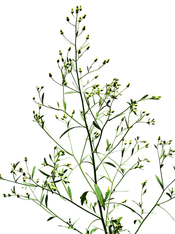FLORZINHA AMARELA 3