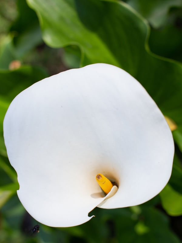BRANCA FLOR