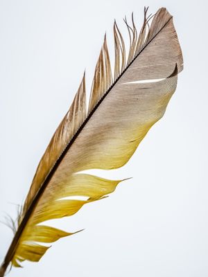 PENA AMARELA