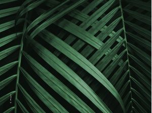 AMAZONS COLORS GREEN