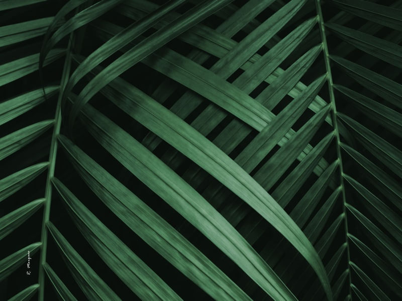 AMAZONS COLORS GREEN