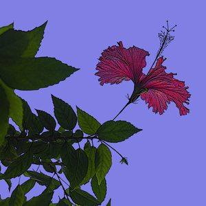 HIBISCO IMG_4261
