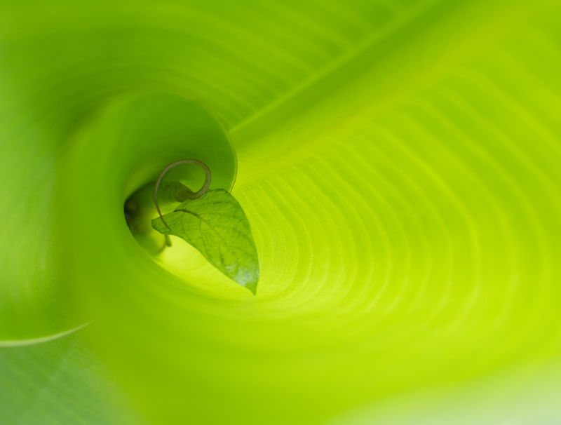 VERDE EM FOLHA