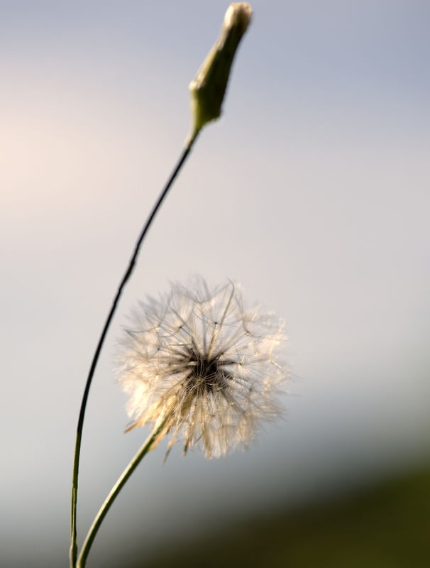 LEÃO EM FLOR