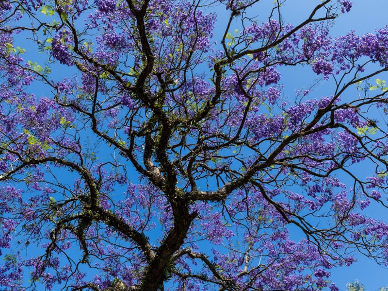 FLORECER DA PRIMAVERA NO IBIRAPUERA