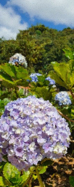 HORTENCIA: ART