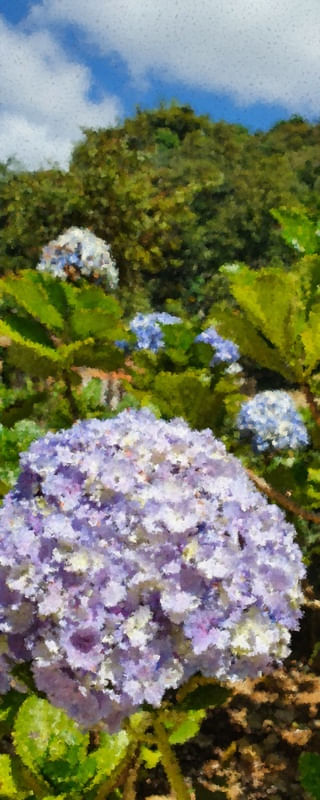 HORTENCIA: ART
