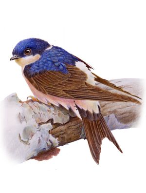 DELICHON URBICUM