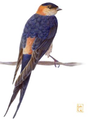 HIRUNDO DAURICA