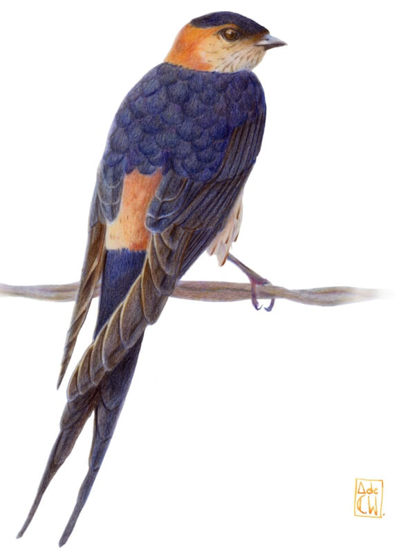 HIRUNDO DAURICA
