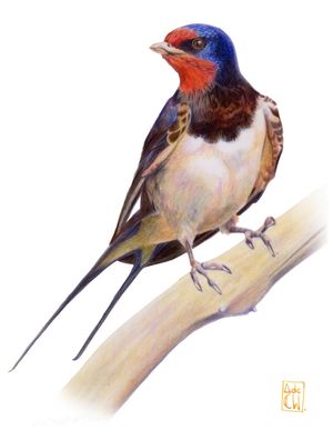HIRUNDO RUSTICA