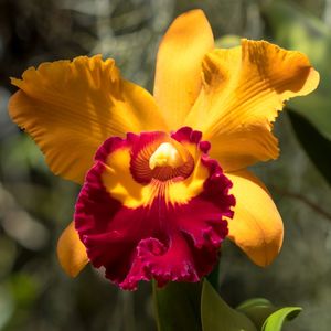 FLORA ORQUÍDEA_01