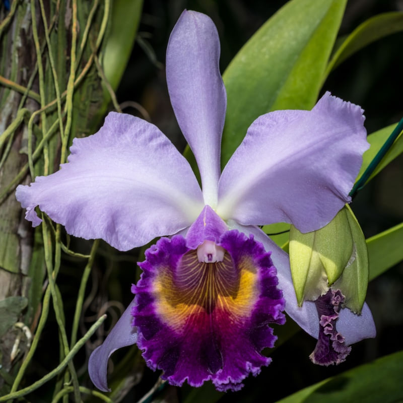 FLORA ORQUÍDEA_03