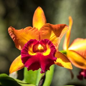 FLORA ORQUÍDEA_04
