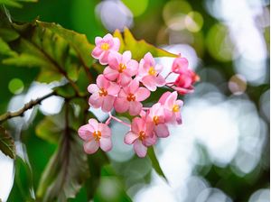 FLORESBELAS 2