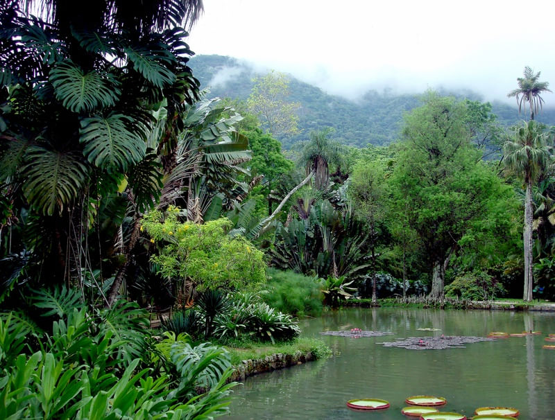 TROPICAL FOREST