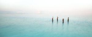 PELICANOS DO CARIBE