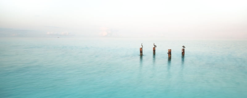 PELICANOS DO CARIBE