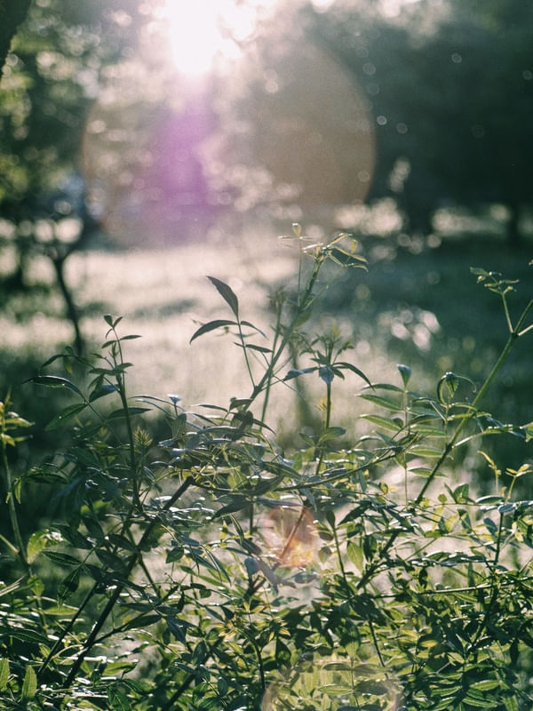 GREEN COLOURS