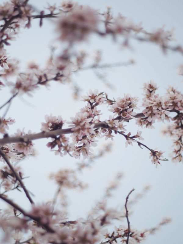 ALMENDRO EN FLOR