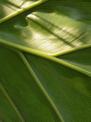 NOVA TEXTURA VERDE