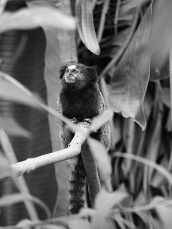 SAGUI 00