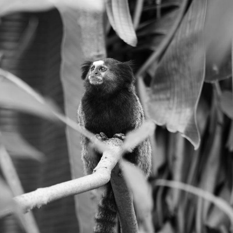 SAGUI 01
