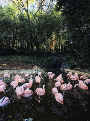 OS FLAMINGOS DO ATLZOO - POR BEATRIZ CYPRIANO