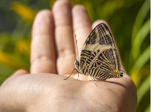 BORBOLETA LIVRE - LIBERDADE