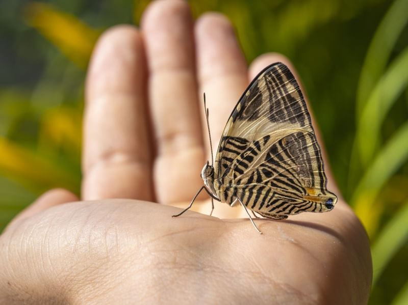 BORBOLETA LIVRE - LIBERDADE