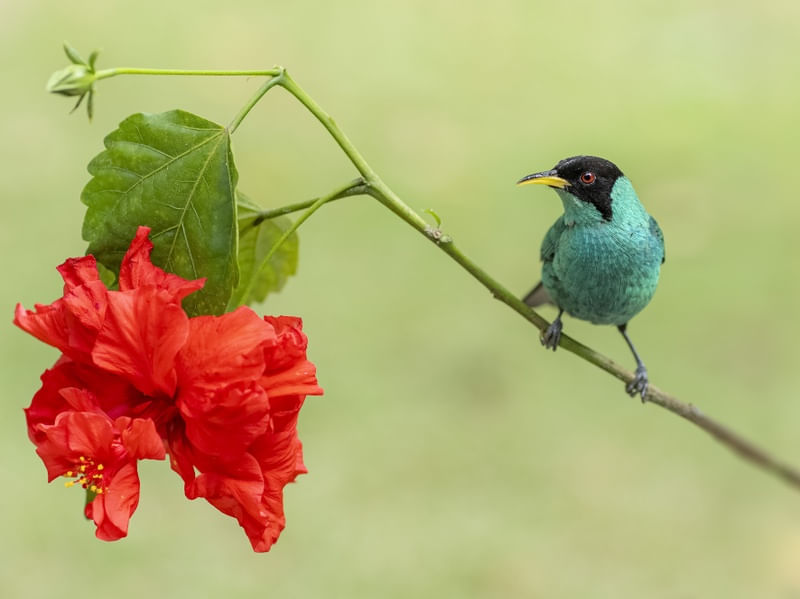 SAÍ-VERDE E FLOR VERMELHA
