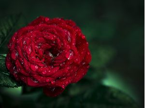 ROSA NA CHUVA