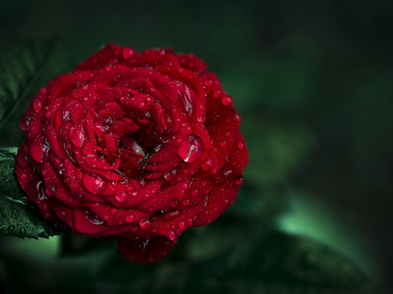 ROSA NA CHUVA