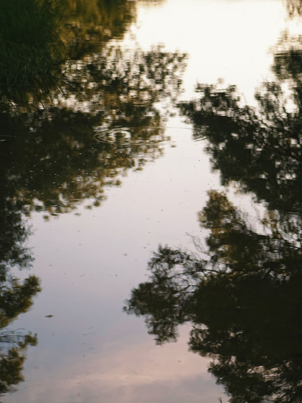 TREE REFLECTIONS