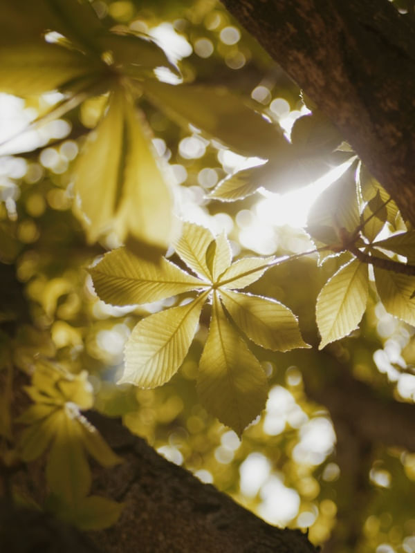 CHESTNUT LEAVES