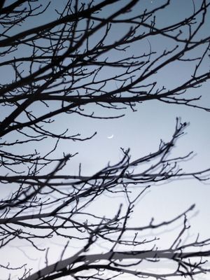 YOUNG MOON