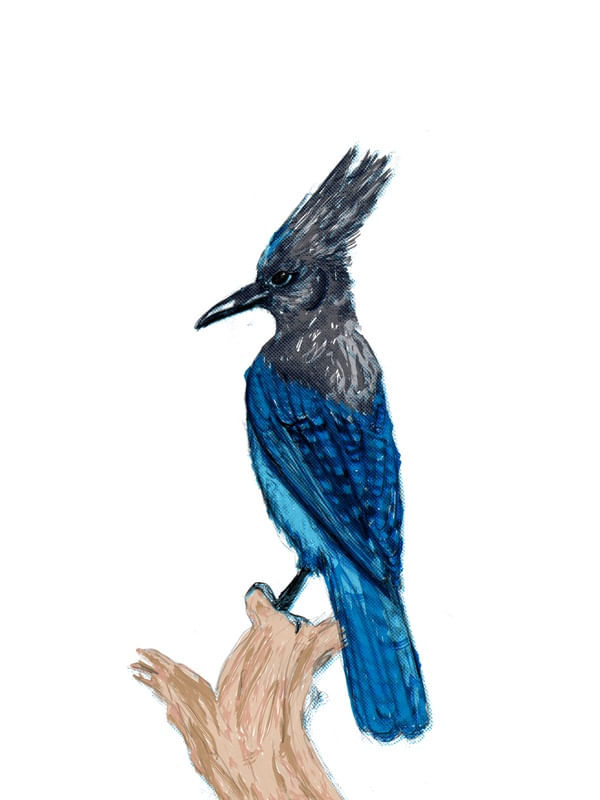 STELLER JAY - PASSAREANDO