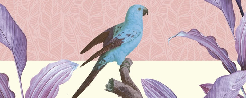 PÁSSARO TROPICAL 1