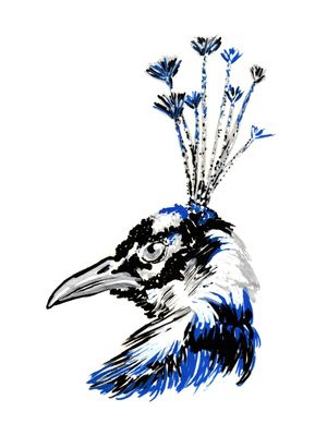 OLHAR DO PAVÃO