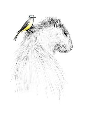 CAPIVARA E PÁSSARO